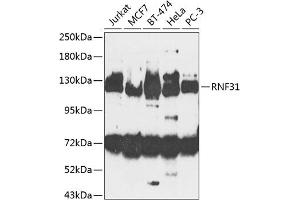 Western blot analysis of extracts of various cell lines, using RNF31 antibody (ABIN6128646, ABIN6147036, ABIN6147038 and ABIN6224248) at 1:1000 dilution. (RNF31 antibody  (AA 500-700))