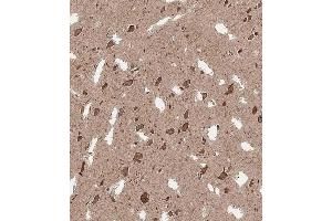 Immunohistochemical analysis of A on paraffin-embedded Human brain tissue. (QKI antibody  (N-Term))