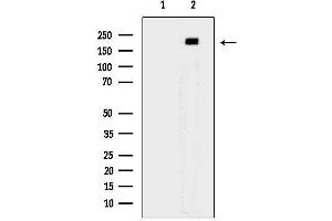 Western blot analysis of lysates from  cells, using Phospho-HER3/Erb (Tyr1289) Antibody.