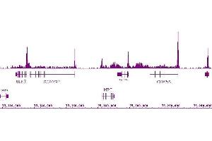 RNA pol II CTD Ser2ph / Ser5ph antibody (mAb) (Clone 1A12G10) tested by ChIP-Seq. (RNA Pol II CTD Ser2ph / Ser5ph (pSer2), (pSer5) antibody)