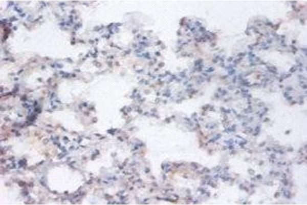 RRAGA antibody  (AA 1-247)