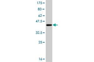 Western Blot detection against Immunogen (36. (PKC iota antibody  (AA 1-100))