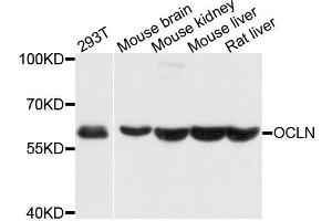 Western blot analysis of extracts of various cell lines, using OCLN antibody. (Occludin antibody  (AA 263-522))