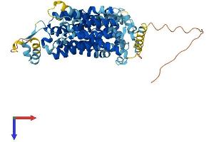 Solute Carrier Family 22, Member 15 (SLC22A15) (AA 1-547) protein (His tag)
