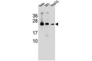 MESDC2 Antibody (C-term) western blot analysis in Hela,293,HepG2 cell line lysates (35µg/lane).