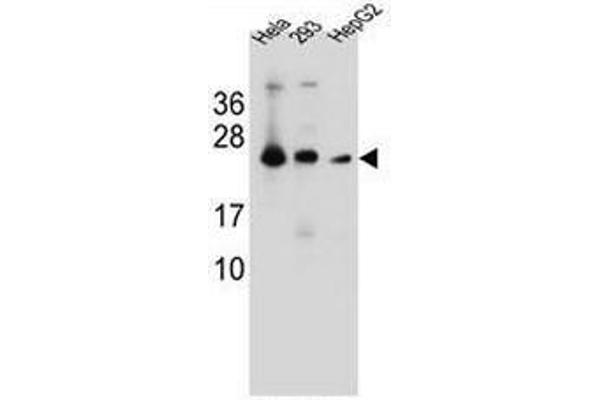 MESDC2 antibody  (C-Term)
