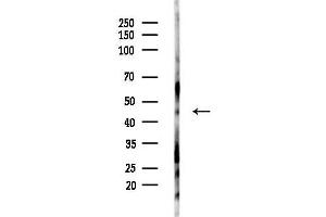 anti-Diacylglycerol O-Acyltransferase 2 (DGAT2) (Internal Region) antibody