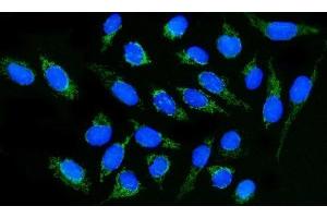 IF analysis of DLGAP1 using anti-DLGAP1 antibody (ABIN7600257). (DLGAP1 antibody  (AA 17-319))