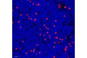 Immunofluorescence of paraffin embedded mouse lymph node using mcp5 (ABIN7073445) at dilution of 1:600 (500x lens) (Ccl12 antibody)
