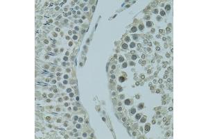 Immunohistochemistry of paraffin-embedded rat testis using PRDM2 antibody  at dilution of 1:100 (40x lens). (PRDM2 antibody  (AA 1-240))