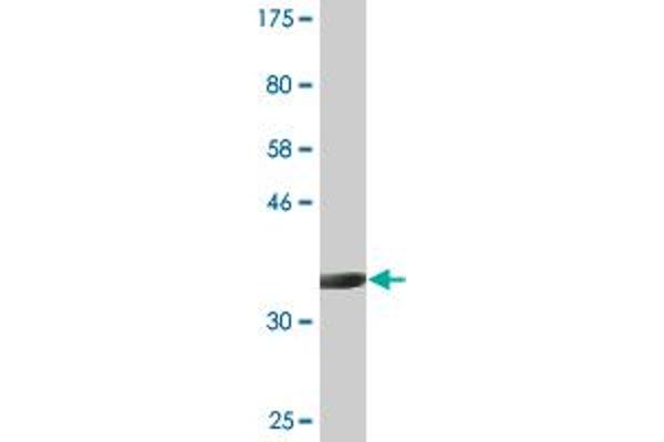 SOX18 antibody  (AA 63-150)