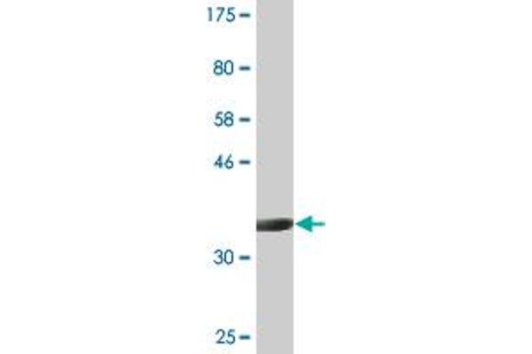 SOX18 antibody  (AA 63-150)