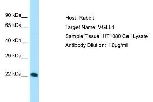 Host: Rabbit Target Name: VGLL4 Sample Tissue: Human HT1080 Whole Cell Antibody Dilution: 1ug/ml (VGLL4 antibody  (Middle Region))