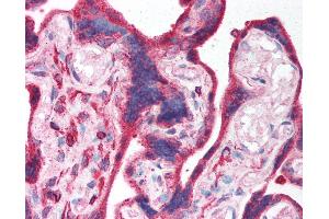 Anti-EPB42 / Pallidin antibody IHC of human placenta. (EPB42 antibody  (AA 448-497))