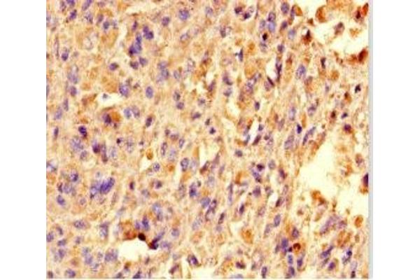 TRAK1 antibody  (AA 101-300)
