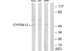 Western blot analysis of extracts from HeLa cells, 293 cells and A549 cells, using Cytochrome P450 2A13 antibody. (CYP2A13 antibody)