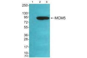 Western blot analysis of extracts from HeLa cells (Lane 2), A549 cells (Lane 3) and cells (Lane 4), using MCM5 antiobdy. (MCM5 antibody)