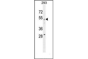 Western blot analysis of GOG8A Antibody (N-term) in 293 cell line lysates (35ug/lane). (GOLGA8A antibody  (N-Term))