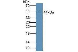 Western blot analysis of Human Jurkat Cells.