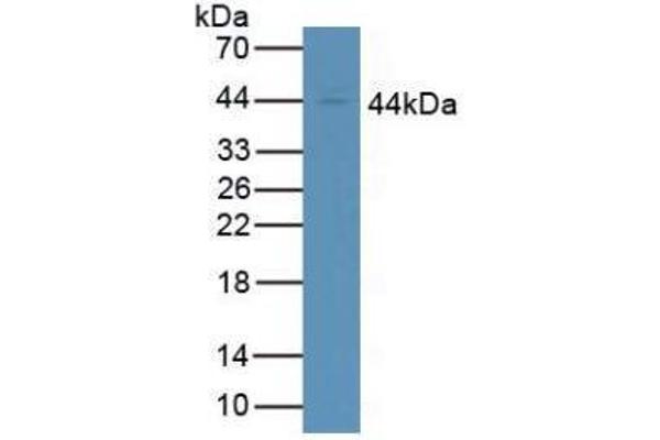 FCGR1 Antikörper  (AA 73-294)