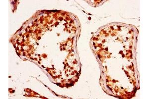 IHC image of ABIN7167660 diluted at 1:290 and staining in paraffin-embedded human testis tissue performed on a Leica BondTM system. (RXFP2 antibody  (AA 33-158))
