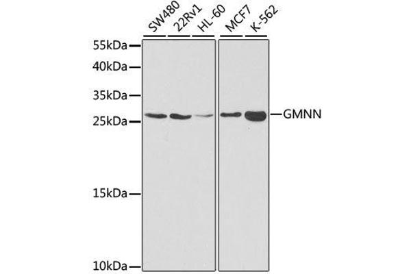 Geminin antibody  (AA 1-209)