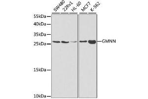 Western blot analysis of extracts of various cell lines, using GMNN antibody. (Geminin antibody  (AA 1-209))
