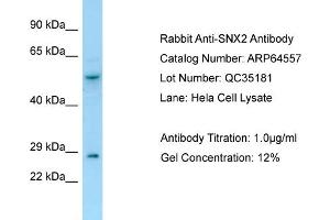 Western Blotting (WB) image for anti-Sorting Nexin 2 (SNX2) (C-Term) antibody (ABIN2789876) (Sorting Nexin 2 antibody  (C-Term))