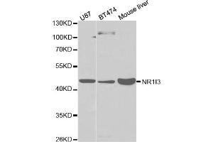 Western blot analysis of extracts of various cell lines, using NR1I3 antibody (ABIN5971021) at 1/1000 dilution. (NR1I3 antibody)