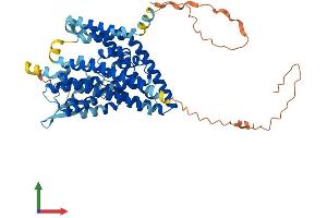 AlphaFold protein structure predicition of Human Recombinant SLC1A5 Protein, UniprotID Q15758