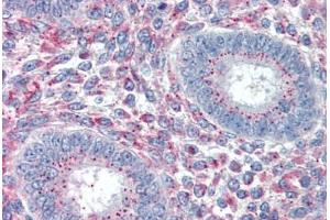 Human Uterus (formalin-fixed, paraffin-embedded) stained with PRRX1 antibody ABIN337108 at 5 ug/ml followed by biotinylated anti-goat IgG secondary antibody ABIN481715, alkaline phosphatase-streptavidin and chromogen. (PRRX1 antibody  (AA 73-83))