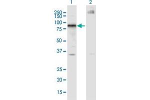Western Blot analysis of IKZF4 expression in transfected 293T cell line by IKZF4 monoclonal antibody (M01A), clone 4E6. (IKZF4 antibody  (AA 2-108))