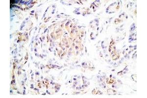 Human pancreas tissue was stained by Rabbit Anti-Maserin (529-568) (Rat) Antibody (Manserin / SgII (AA 529-568) antibody)