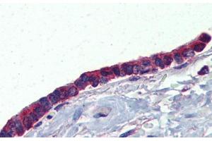 Immunohistochemistry (IHC) image for anti-BPI Fold Containing Family A, Member 1 (BPIFA1) (Middle Region) antibody (ABIN2775437)