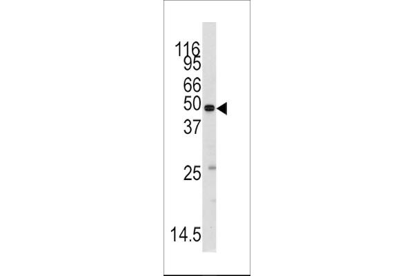 MARS antibody  (C-Term)