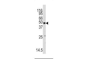 Western blot analysis of anti-RS2 Antibody (C-term) ((ABIN392309 and ABIN2841960)) in mouse testis tissue lysates (35 μg/lane).