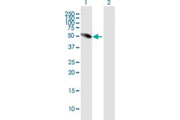 UHRF1BP1L antibody  (AA 1-522)