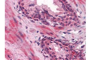 Immunohistochemical analysis of paraffin-embedded human Prostate tissues using LCN1 mouse mAb