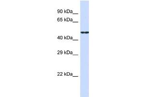 Host:  Rabbit  Target Name:  CDH19  Sample Type:  HepG2 Whole Cell lysates  Antibody Dilution:  1.