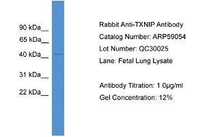 WB Suggested Anti-TXNIP  Antibody Titration: 0. (TXNIP antibody  (Middle Region))
