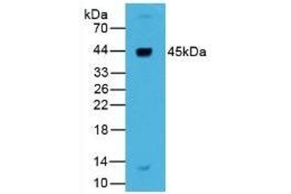 Renin anticorps  (AA 67-153)