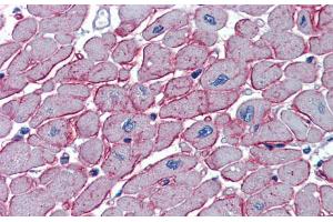 Immunohistochemistry with Human Heart lysate tissue at an antibody concentration of 5. (DCST1 antibody  (C-Term))