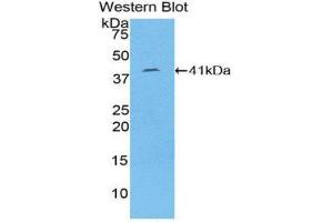 Western Blotting (WB) image for anti-Keratin 8 (KRT8) (AA 92-393) antibody (ABIN2120062) (KRT8 antibody  (AA 92-393))