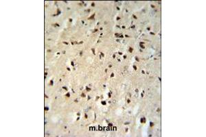 FKBP1B Antibody IHC analysis in formalin fixed and paraffin embedded mouse brain tissue followed by peroxidase conjugation of the secondary antibody and DAB staining.