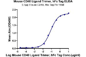Immobilized Mouse CD40, His Tag at 1 μg/mL (100 μL/well) on the plate. (CD40 Ligand Protein (CD40LG) (AA 112-260, Trimer) (Fc Tag))