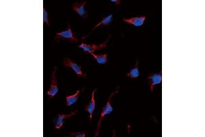 Immunofluorescence (IF) image for anti-KIT Ligand (KITLG) antibody (ABIN2998288) (KIT Ligand antibody)