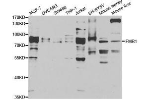 Western blot analysis of extracts of various cell lines, using FMR1 antibody (ABIN5973291) at 1/1000 dilution.