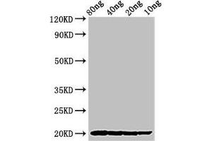Western Blot Positive WB detected in Recombinant protein All lanes: THI2.