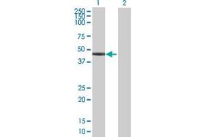 Western Blot analysis of SERPINB6 expression in transfected 293T cell line by SERPINB6 MaxPab polyclonal antibody.