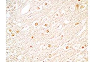 Mouse brain tissue stained by Rabbit Anti-NERP-2 (Human) Antibody (NERP-2 antibody)